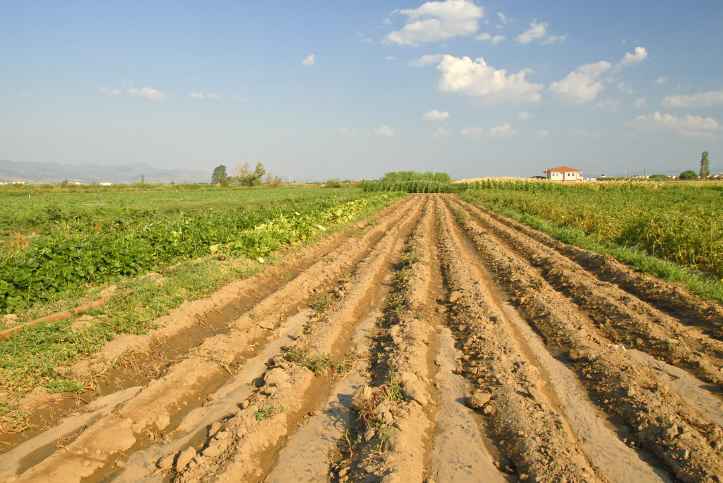 aggriculture-farm-land-sale